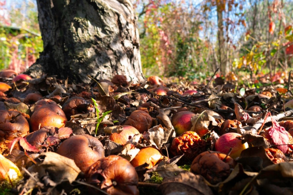 Fallen leaves and rotting apples on the ground at the base of an apple tree