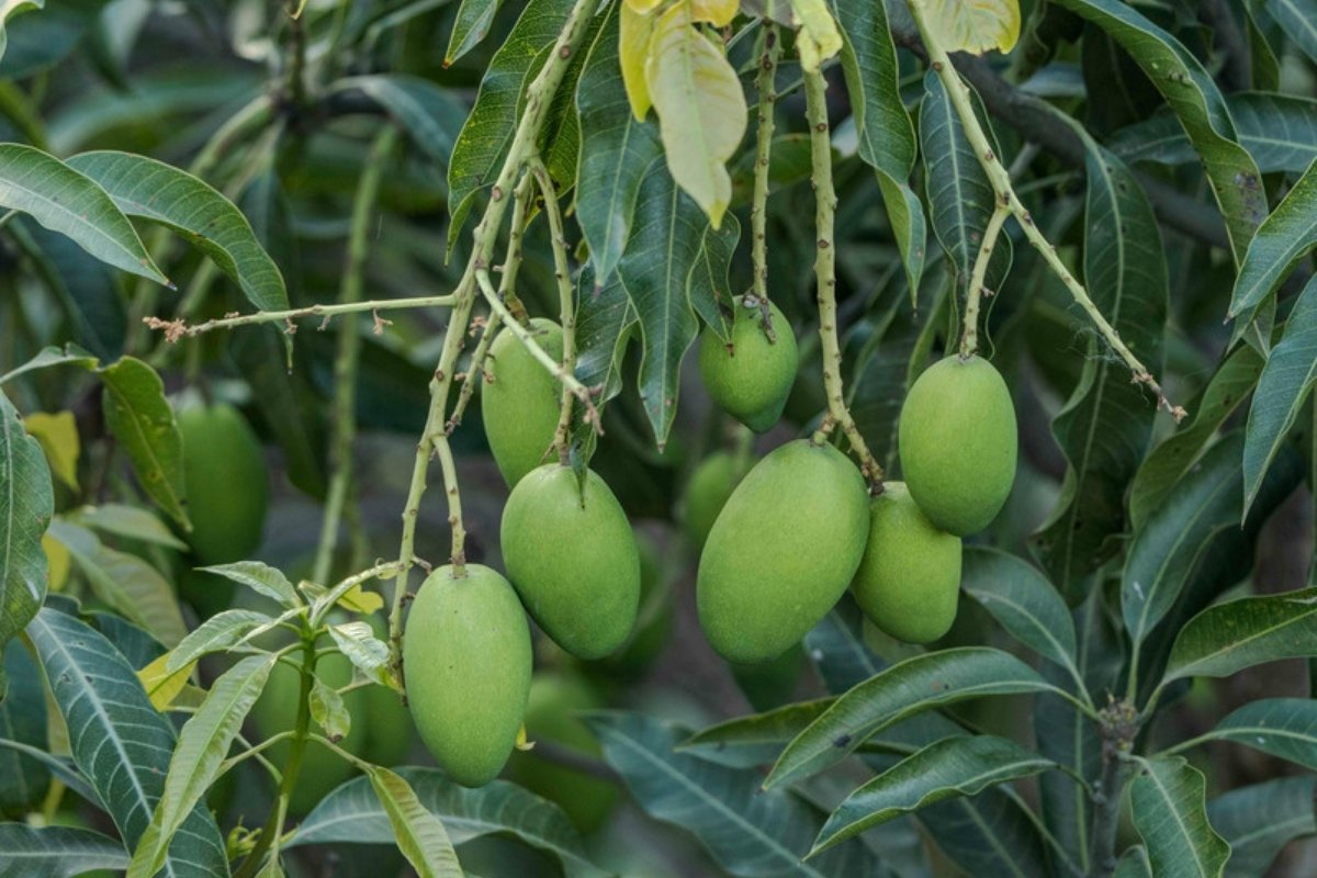 The mango harvest in Australia's Northern Territory is running late in a year with a very wet March and fewer cool nights than normal
