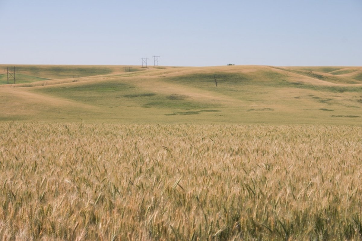 Ripening wheat field in the foreground with rolling green and golden hills under a clear sky