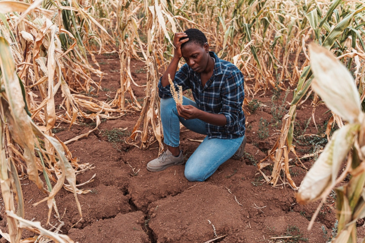 Agricultor en un maizal afectado por la sequía La sequía de El Niño redujo la primera cosecha de maíz y frijol en Centroamérica