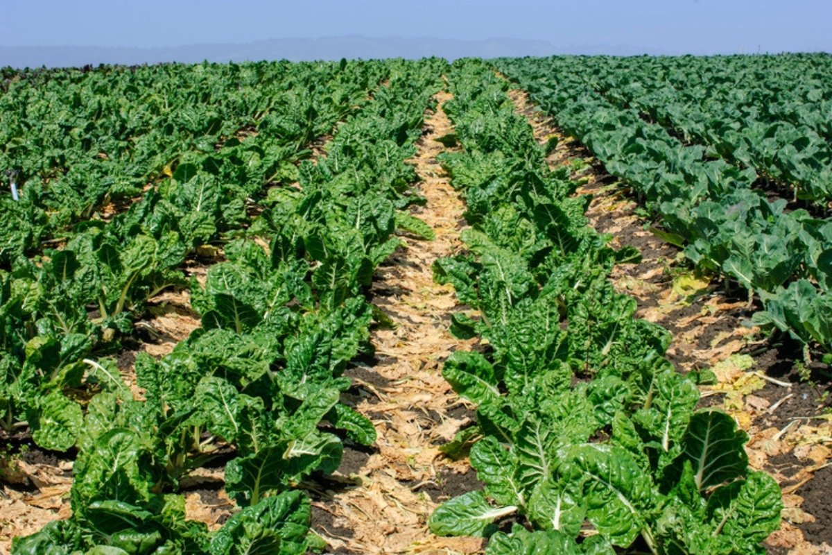 Rows of green Swiss chard plants growing in an open field