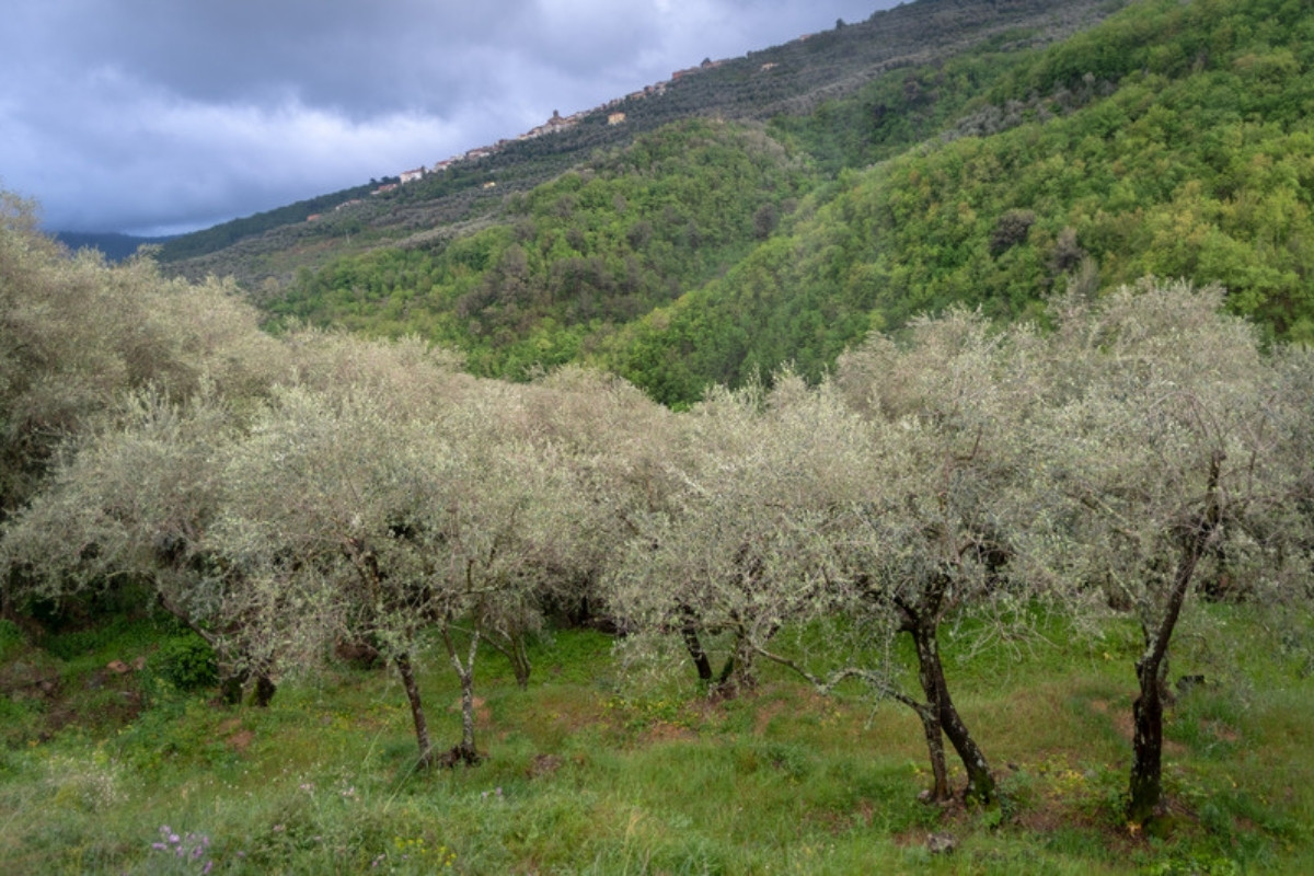 Olivar en una ladera bajo un cielo nublado Creta recibió lluvias muy intensas en octubre justo antes de la cosecha de aceituna