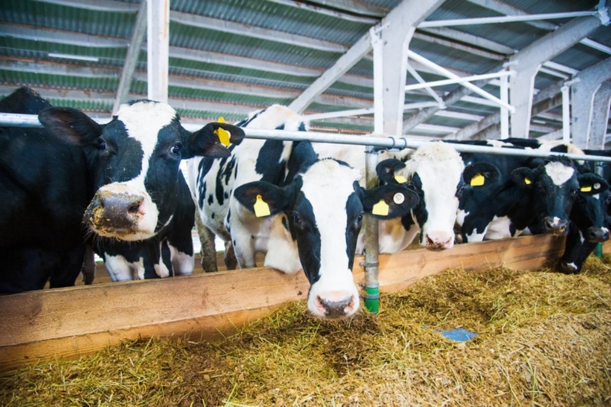 Is more protein always better for dairy cows?