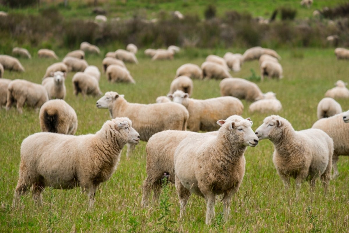 Flock of sheep grazing on a green pasture