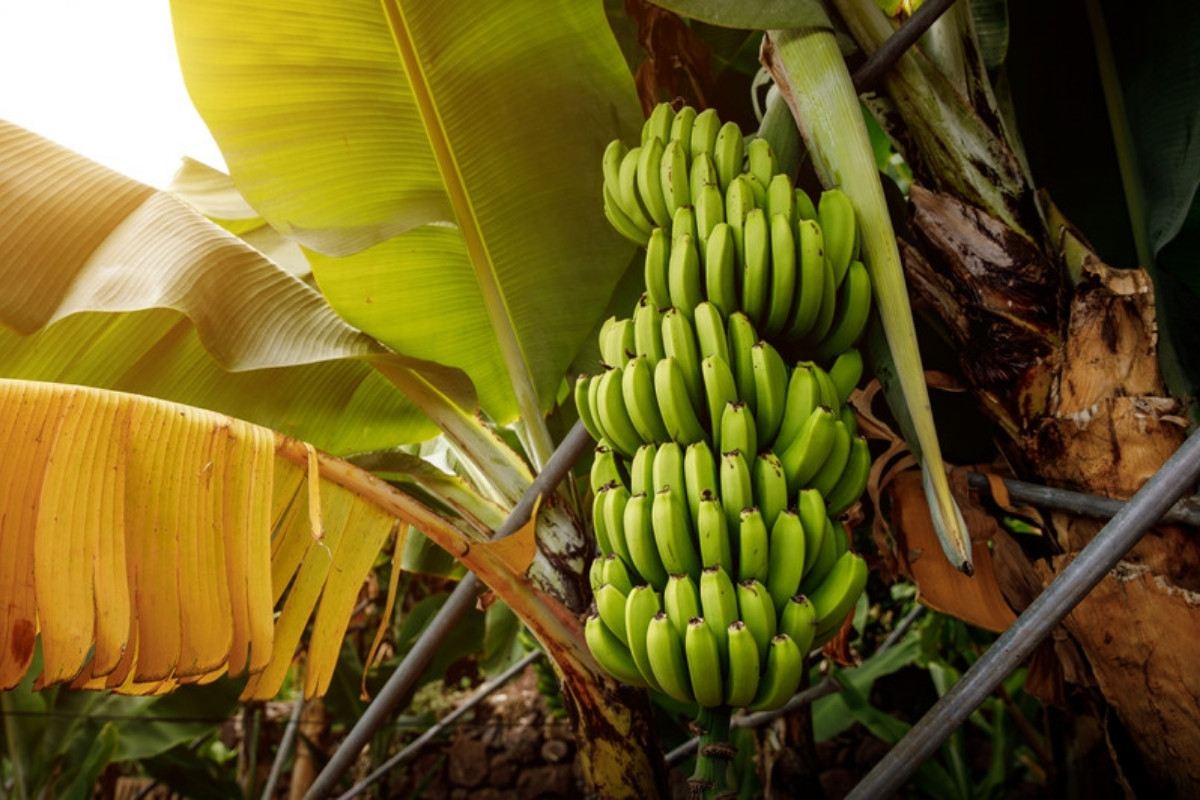 Bunch of green bananas on the plant Extreme rain alerts cover the provinces that grow Ecuador's bananas