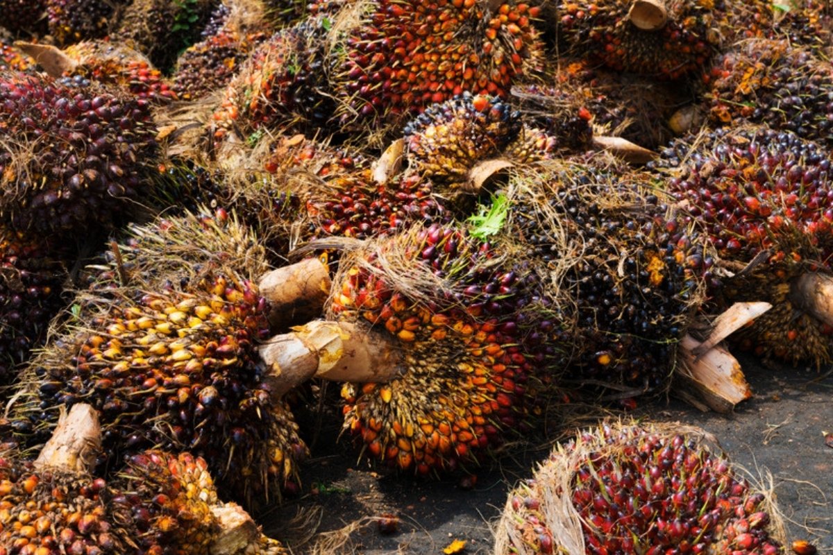 Harvested oil palm fruit bunches Palm and coconut oil prices rose after six of the last seven strong El Niños