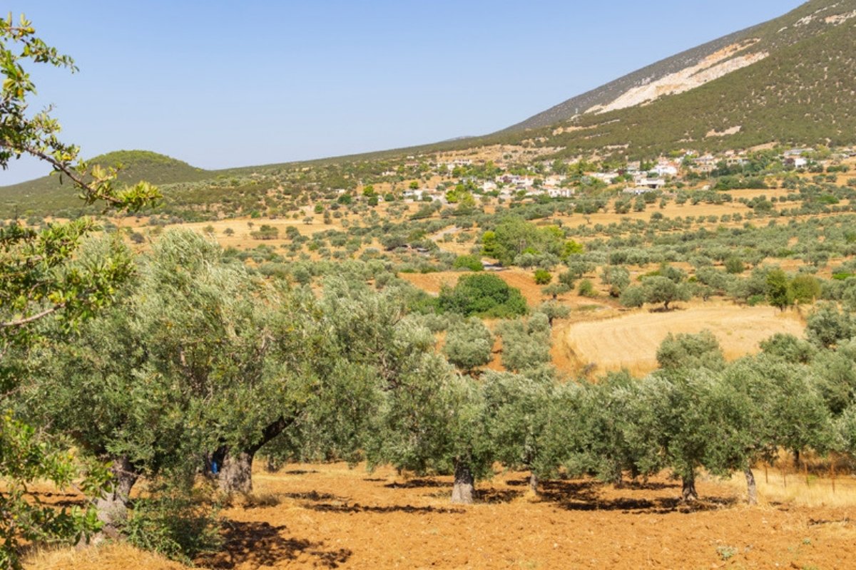 Σειρές ελαιόδεντρων σε ξερό έδαφος, με ένα χωριό και την πλαγιά ενός βουνού στο βάθος