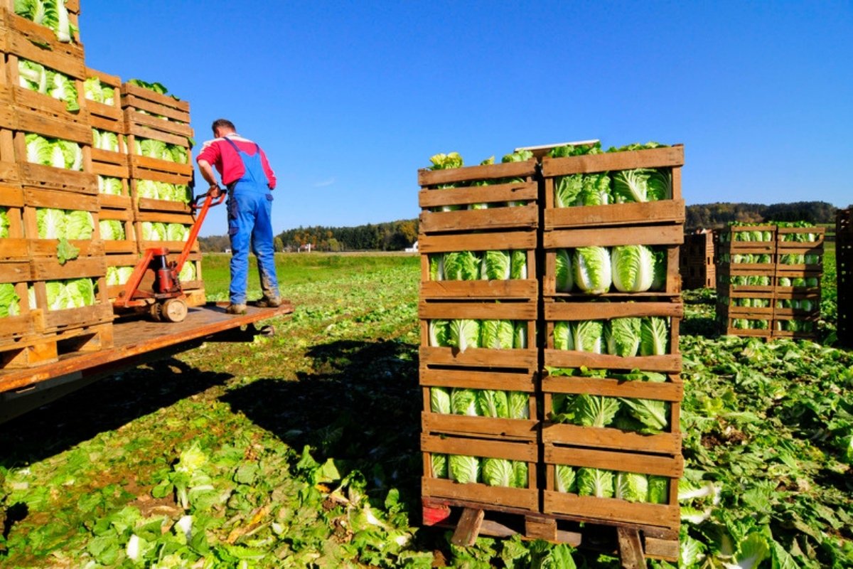 Harvested cabbages in wooden crates in the field Why reducing food waste starts on the farm