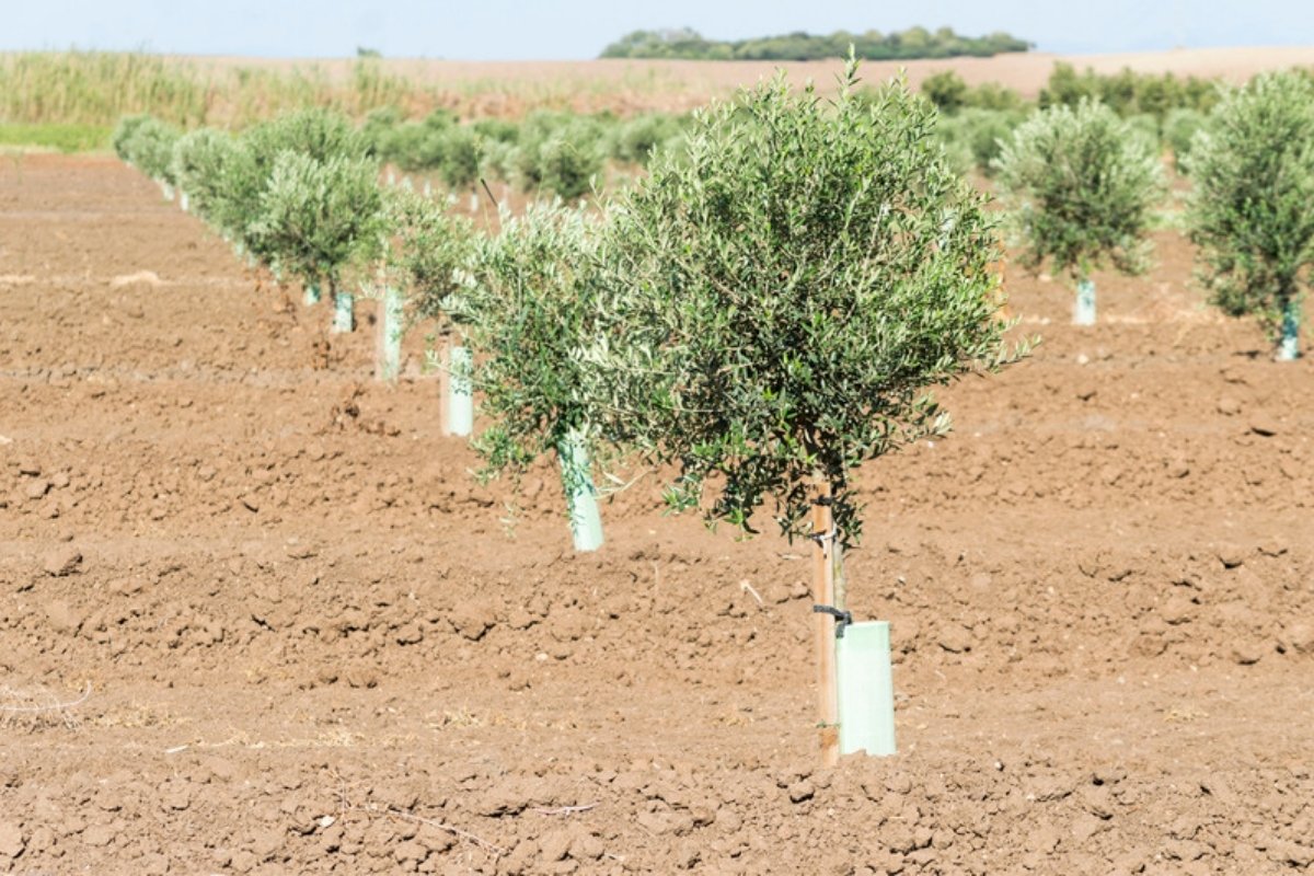 Rows of young olive trees with tree guards in freshly worked soil