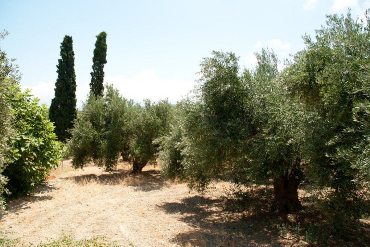 Greek extra virgin olive oil prices followed 31 of 44 large Spanish falls