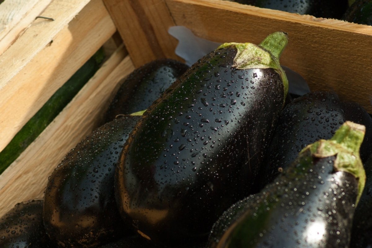 Aubergines in een houten kist Aubergines stegen in Griekenland veel sterker in prijs dan in Spanje en Italië