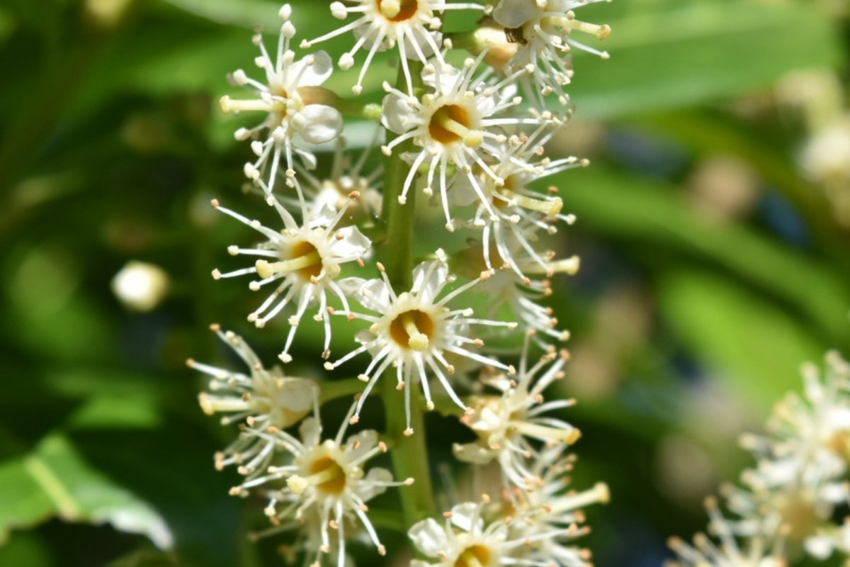 Upright spikes of small white cherry laurel flowers against green foliage