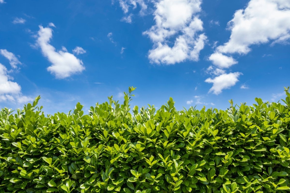 Cherry laurel hedge How to grow cherry laurel for hedges and gardens