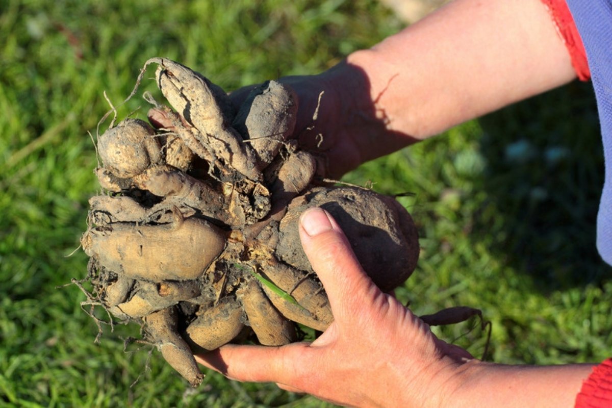 Hands holding a freshly lifted clump of dahlia tubers with soil on them