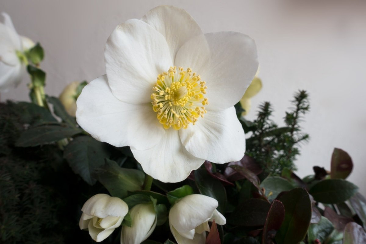 White hellebore flower with yellow stamens among dark green leaves and buds
