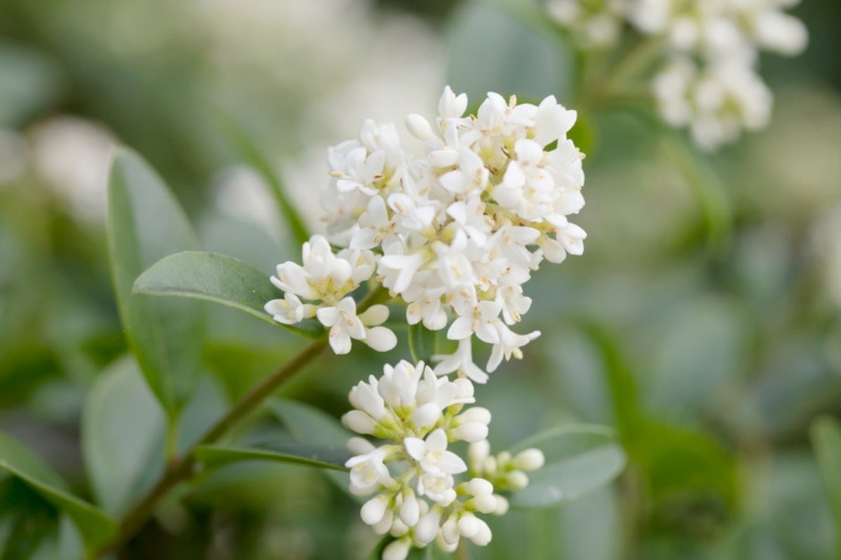 Clusters of small white privet flowers among glossy green leaves