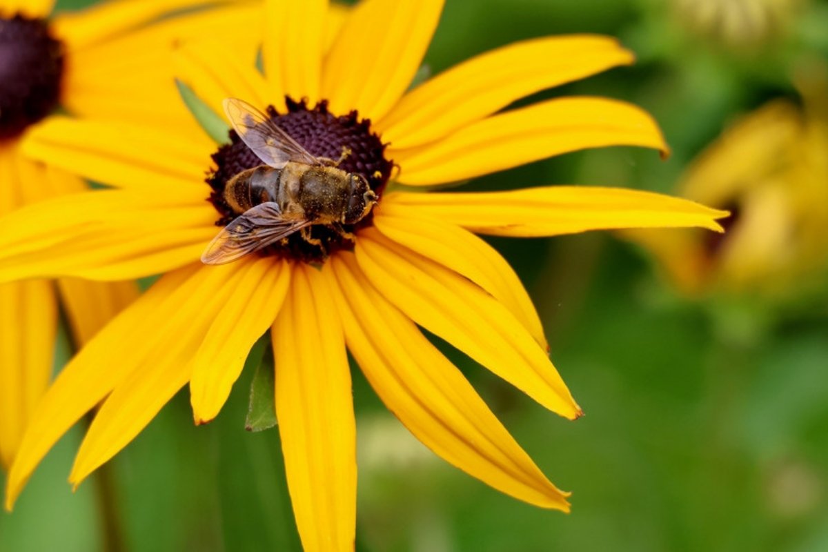 Pollinating insect feeding on the dark central cone of a yellow rudbeckia flower