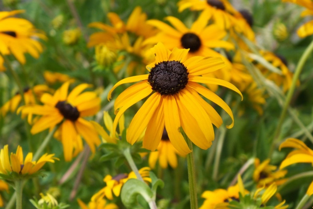 Rudbeckia in flower in the garden How to grow rudbeckia in the garden and in pots