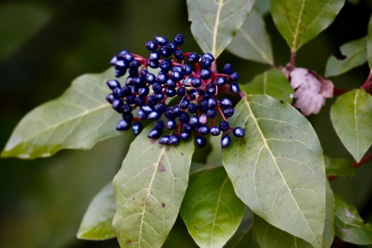 Cluster of blue-black viburnum berries on red stalks among green leaves