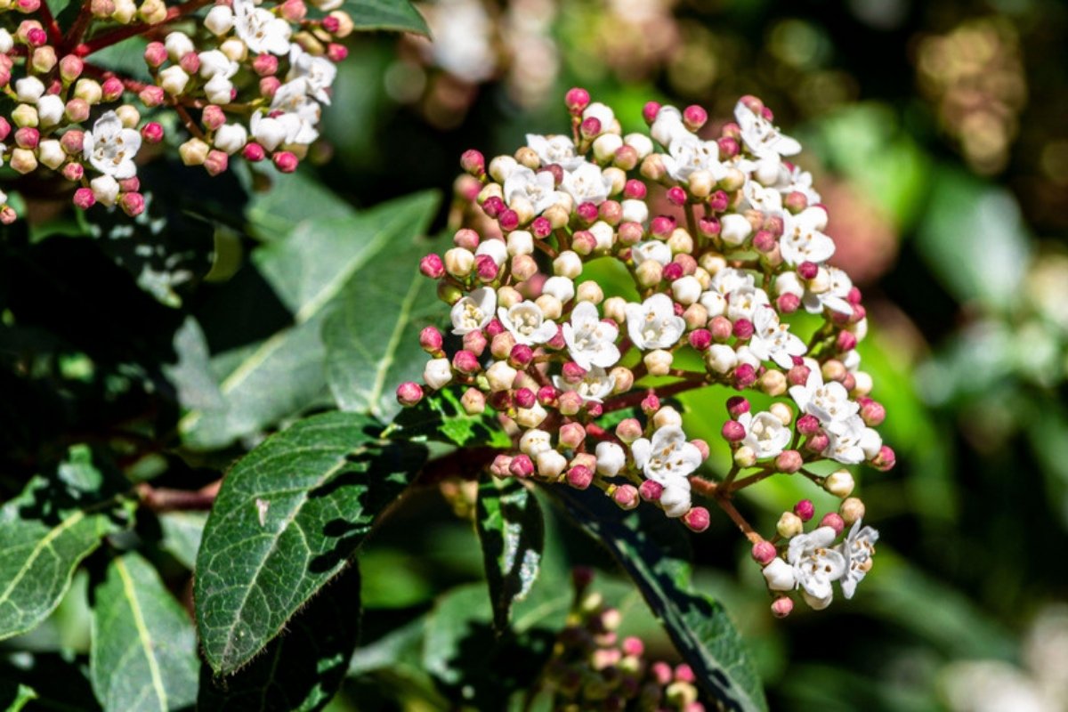 Laurustinus in flower How to grow viburnum in the garden and in pots