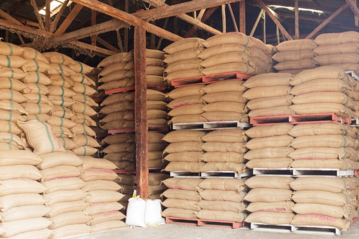 Sacks of grain stacked high on wooden pallets inside a storage shed with a timber roof frame