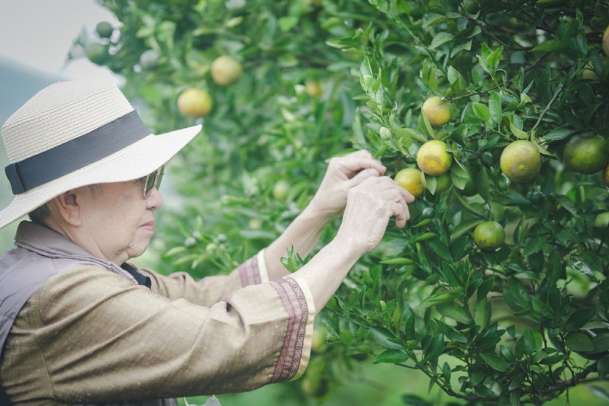 Grower in a sun hat checking the leaves and fruit of a citrus tree