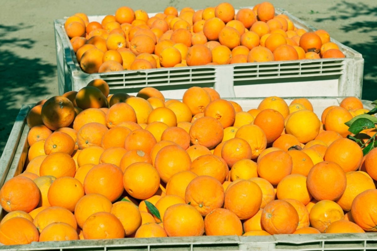 Grandes palots llenos de naranjas recién recogidas en un naranjal