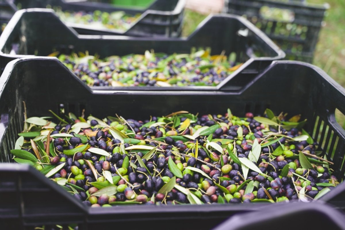 Cassette di olive appena raccolte Le scorte spagnole di olio di oliva chiudono il 2025/26 a 356.914 tonnellate mentre le organizzazioni agricole chiedono il ritiro di olio dal mercato