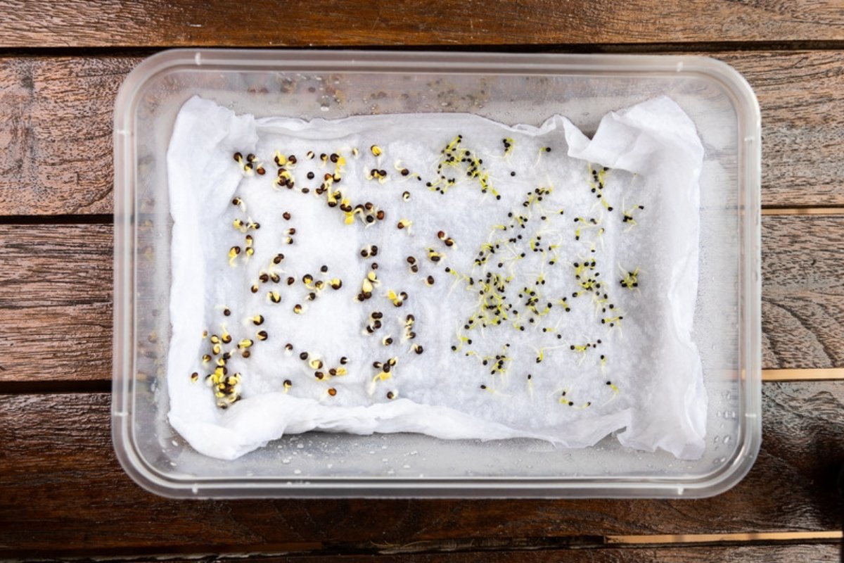 Seeds starting to sprout on moist paper in a plastic tray during a germination test