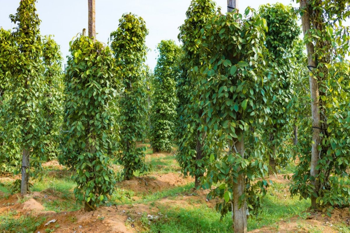 Rows of black pepper vines climbing tall support trees on a farm