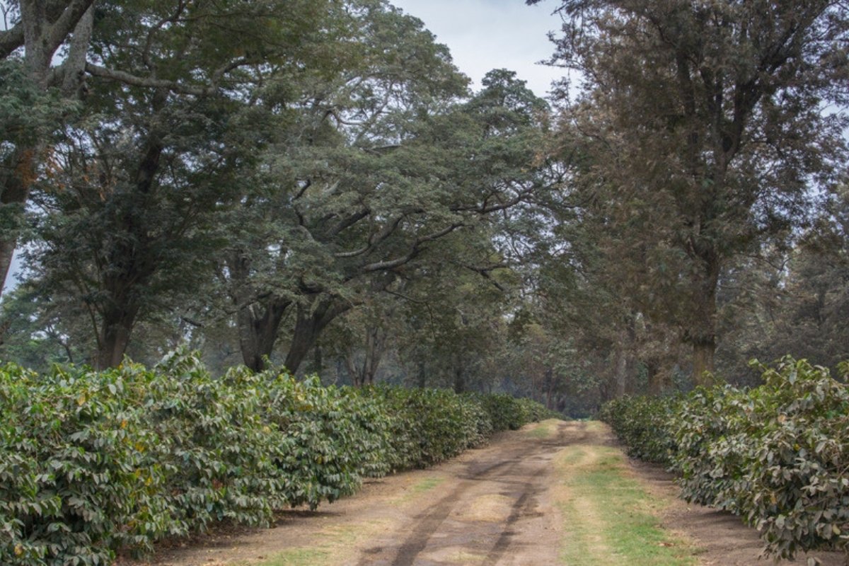 Crop rows under tall shade trees How smallholder farmers can design an agroforestry system