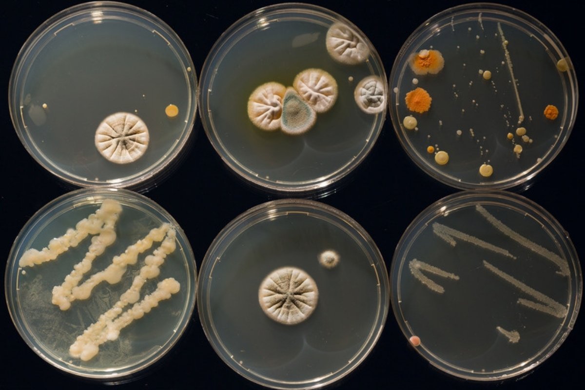 Petri dishes with different bacterial and fungal colonies growing on agar