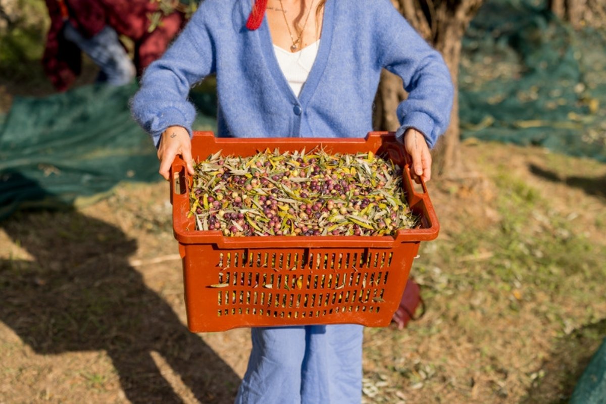 Freshly harvested olives in a crate Spain expects 1.6 million tonnes of olive oil in 2026/27 as origin prices ease