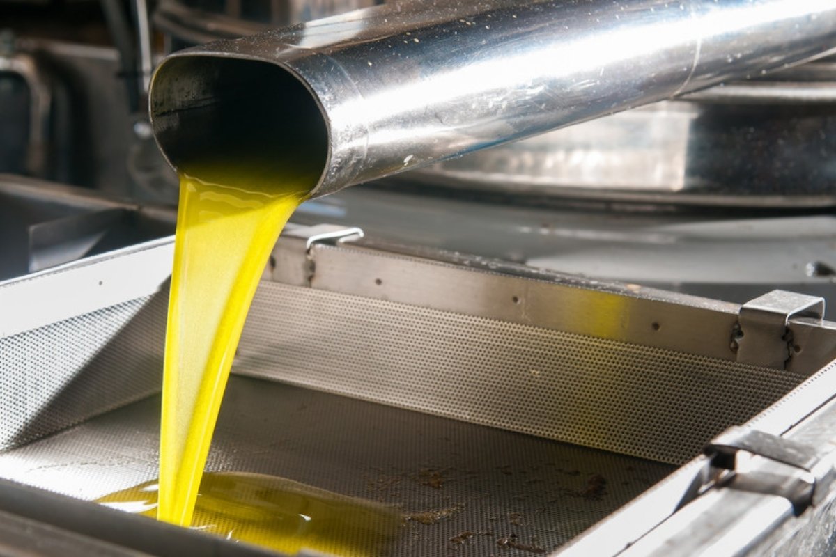 Olive oil flowing from a stainless steel pipe into a tank Spain's extra virgin olive oil price is at its lowest since February 2022