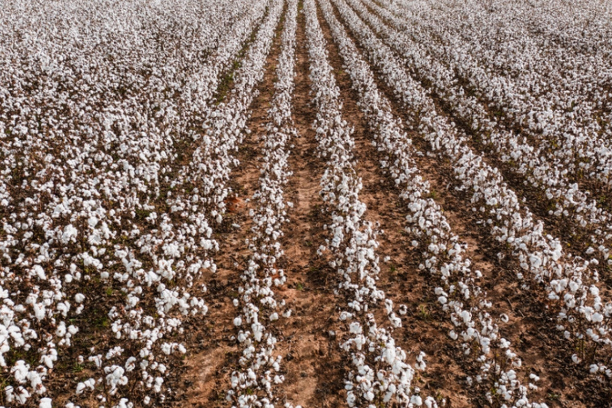 Cotton field ready for harvest Greece issues a red rain warning for Larisa and Magnesia in the cotton harvest season