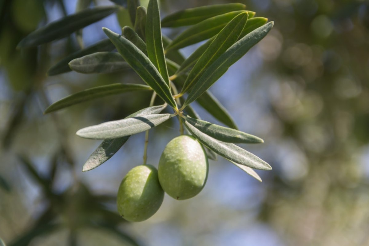 Πράσινες ελιές στο κλαδί Τι είναι η βούλα της ελιάς και γιατί ξεκινά από το νύγμα του δάκου