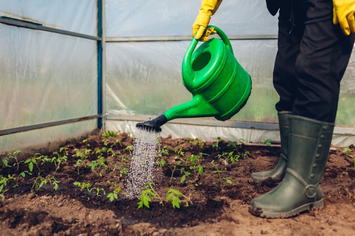 Grower in rubber boots watering young tomato seedlings with a green watering can inside a polytunnel