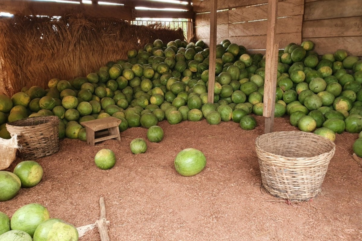 Harvested watermelons piled on the ground under a thatched shed, with woven baskets in front