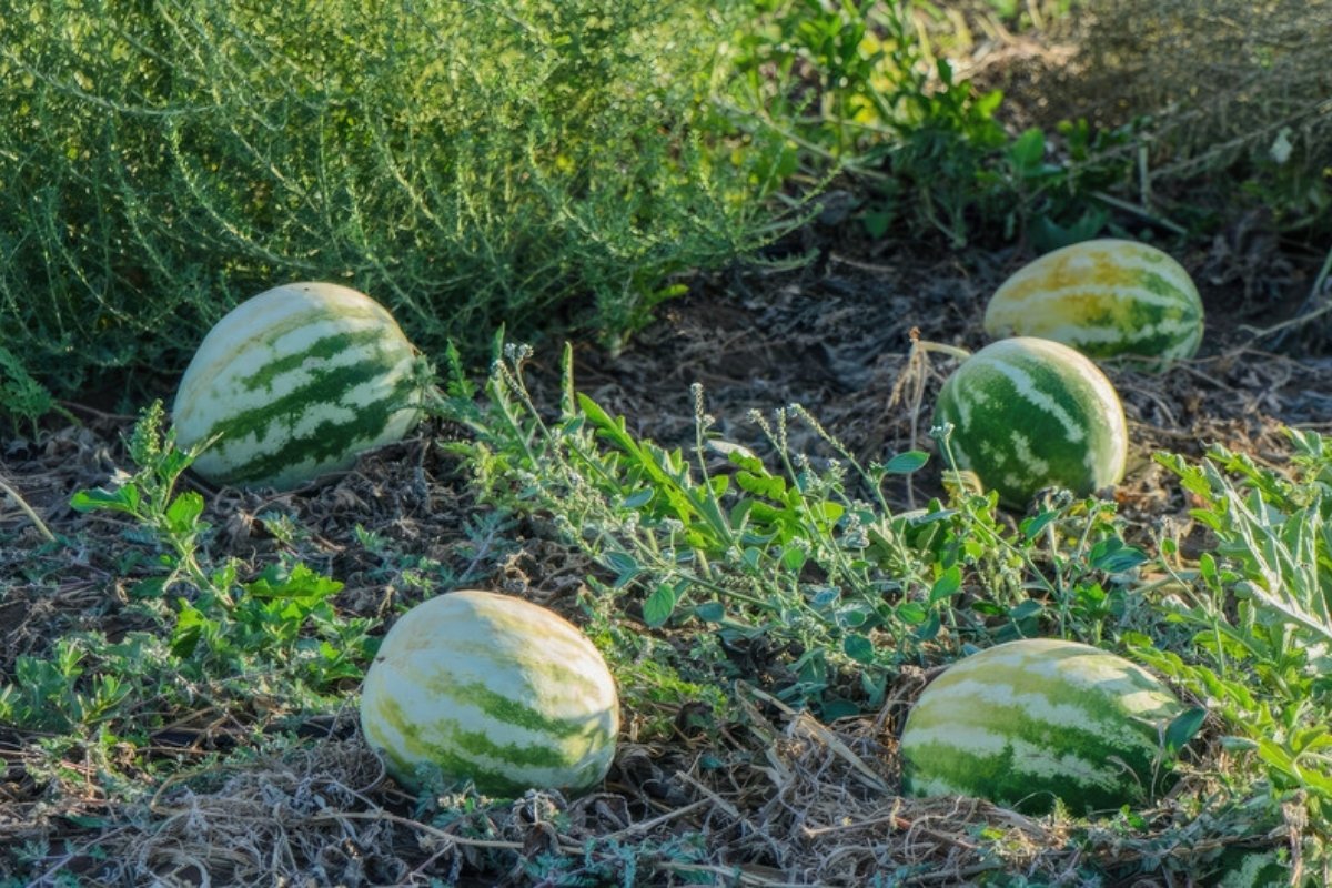 Watermelons ripening in a field What a watermelon season taught me about planting dates