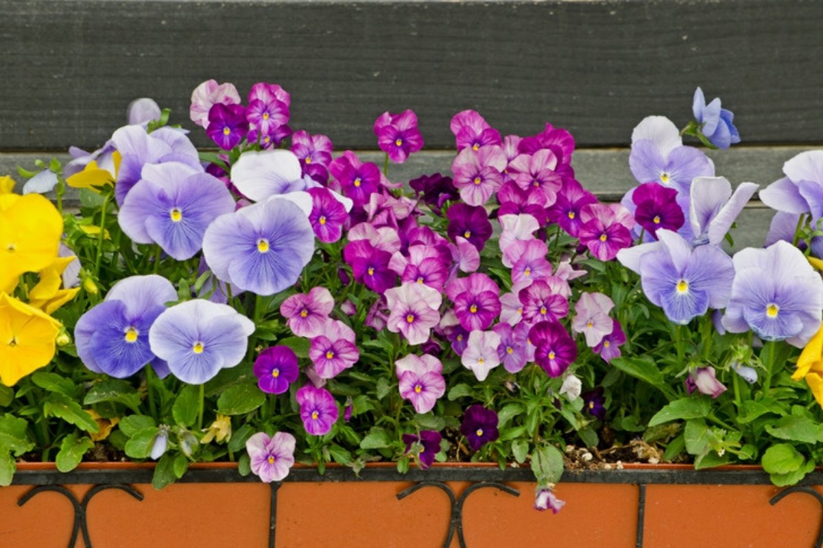 Window box planted with purple, pink, blue and yellow pansies