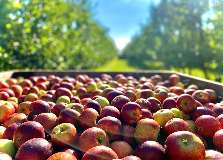 Apple Tree Harvest & Yields | Wikifarmer