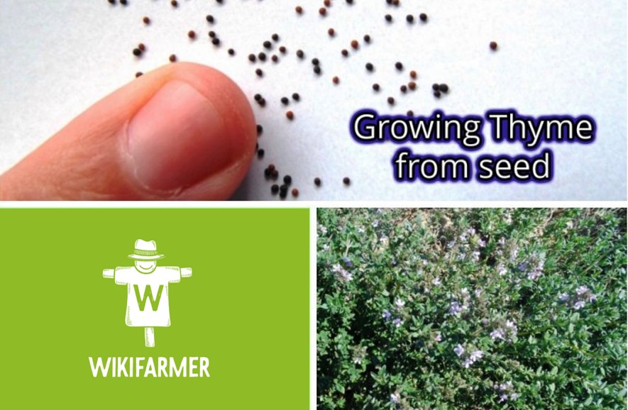 How to grow thyme from seed wikifarmer