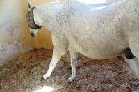 اسطبل الخيول