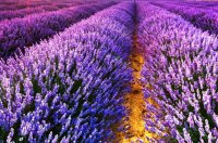 Cultivo Profissional de Lavanda