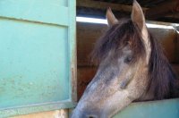Perguntas e Respostas sobre Cavalos