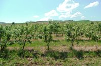 Выращивание яблонь для получения прибыли