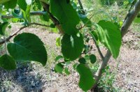Distancias de Plantación de Manzanos y Población - Número de Manzanos por hectárea