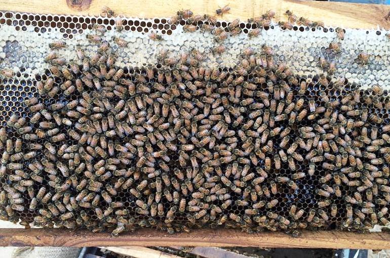 Enfermedades comunes de las abejas y plagas