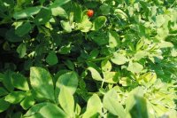Información de la Planta de Alfalfa