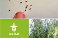 Σπορά και φύτευση δενδρολίβανου, ποσότητα σποράς και πληθυσμός φυτών ανά στρέμμα